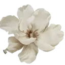 k_8scarecrowflower