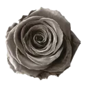 e_11mummyflower