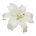 c_71ghostflower