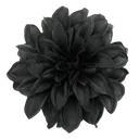 f_51shadowflower