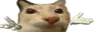 idkcuh