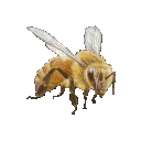 bee_Angrey