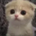 meow Discord Emoji - Tathastu