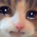 cat_cry Discord Emoji from Tathastu