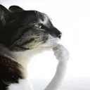 thinking