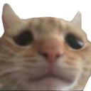 cat_sad_catgirls custom emote - 🎀 Bambi Sisterhood 🎀