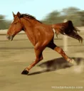 63397horse