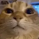 wuh wuh