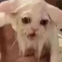 44918oldancestorcat