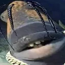 trafishscott
