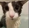 sogg
