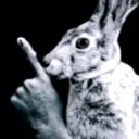 rabbit_shh