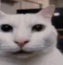 CannyCat