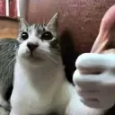 catthumbsup