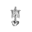 53059gothskeleton