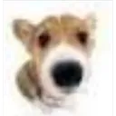 C_dogSnif