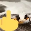 mothmiddlefinger mothmiddlefinger