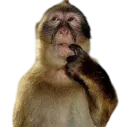 ThinkingMonkey