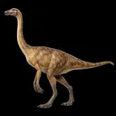 gallimimus gallimimus