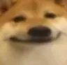 ACheemStare