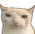 ACatStare