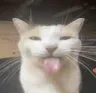 tongueoutcat