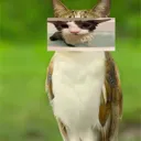 soogowl
