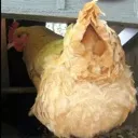 chickenbutt chickenbutt