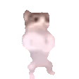 catDance