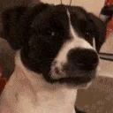 zdog_stare
