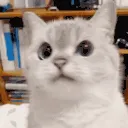 zCat_nope