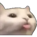 Cat_Silly