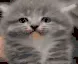 zCatMada
