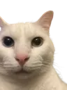 normalcat