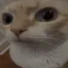 catstare
