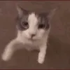 cat_kiss