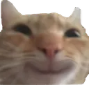 catsmile