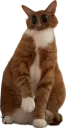 kitty