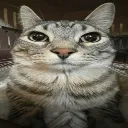 catlook