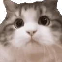 YesCat