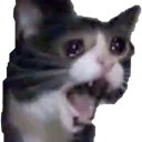 CatCry Discord emoji
