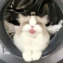 bleh