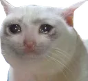 w_sadcat w_sadcat