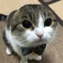 gentleman