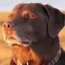 dog_in_sunset dog_in_sunset