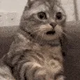 catshock