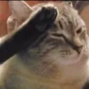 CatSalute