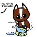 bordercollie_nowater