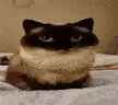 OO
