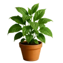 greenplants